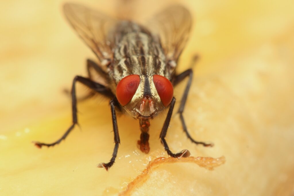 Moscas domésticas: riesgos para la salud y cómo controlarlas