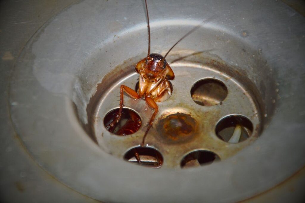 Blattella germanica Controlar cucarachas en el hogar de forma segura y efectiva