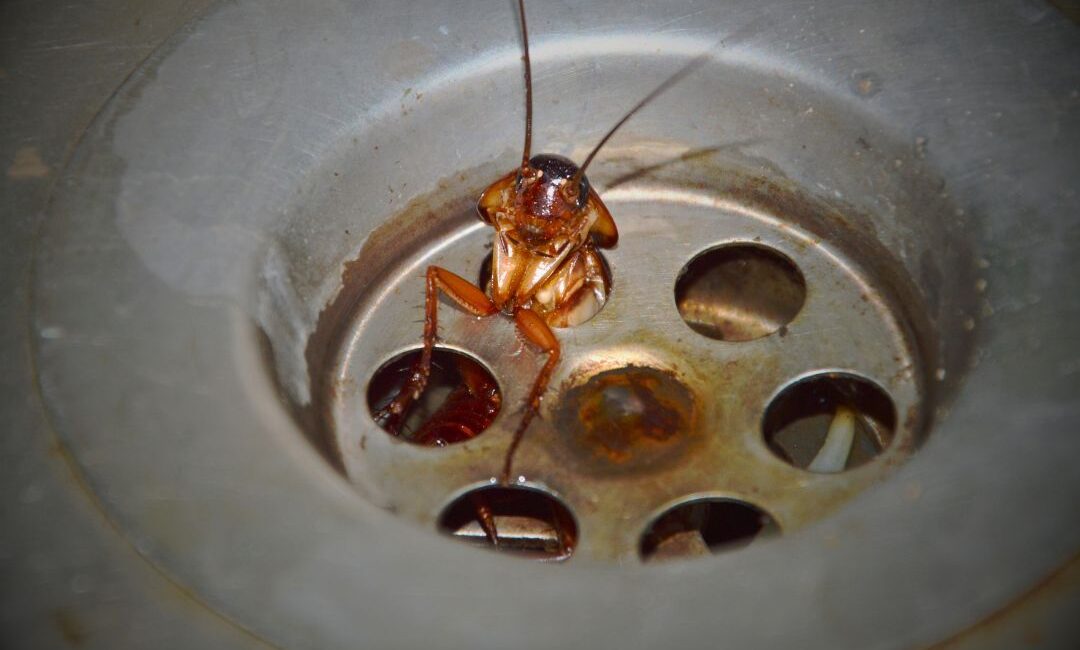 Blattella germanica Controlar cucarachas en el hogar de forma segura y efectiva
