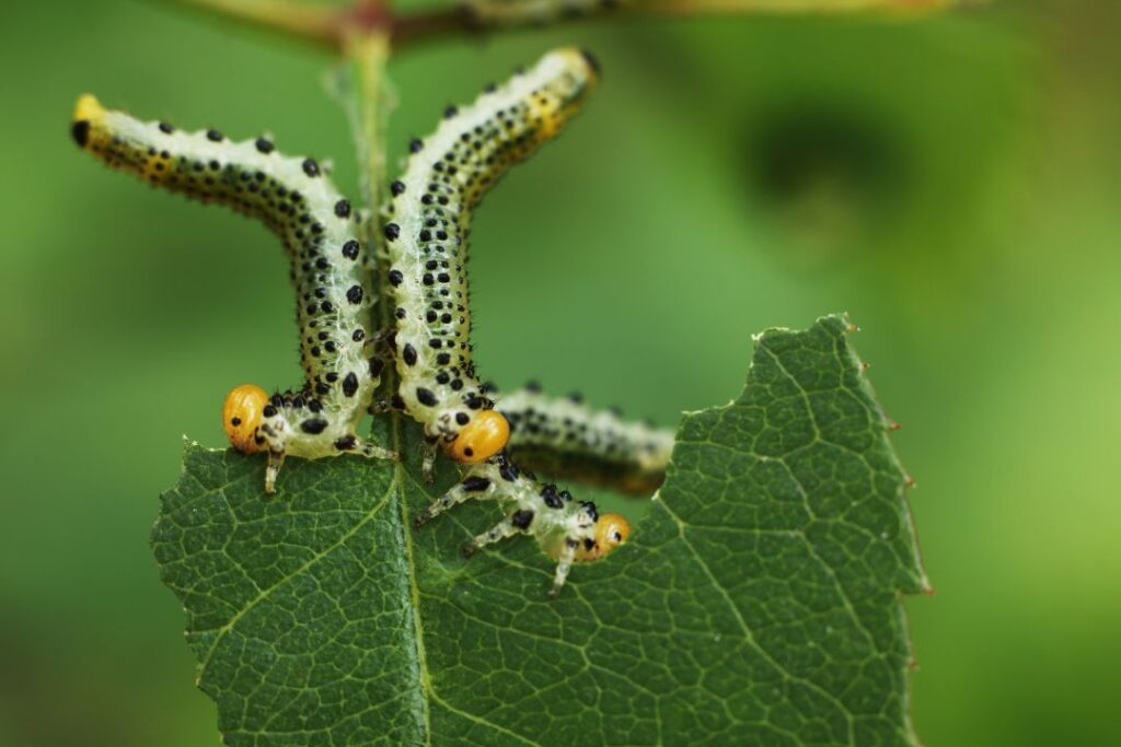 Marketing Digital para Empresas de Control de Plagas