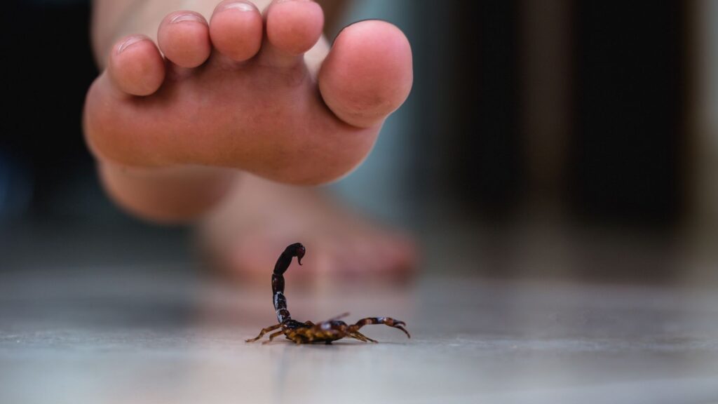 Picaduras de alacranes, arañas y serpientes: cómo prevenir riesgos en Argentina