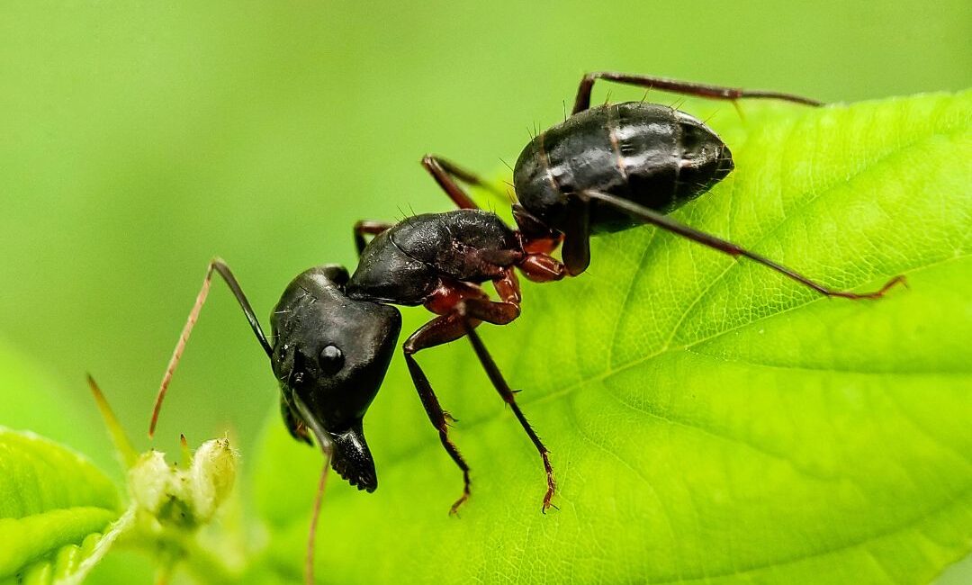hormigas