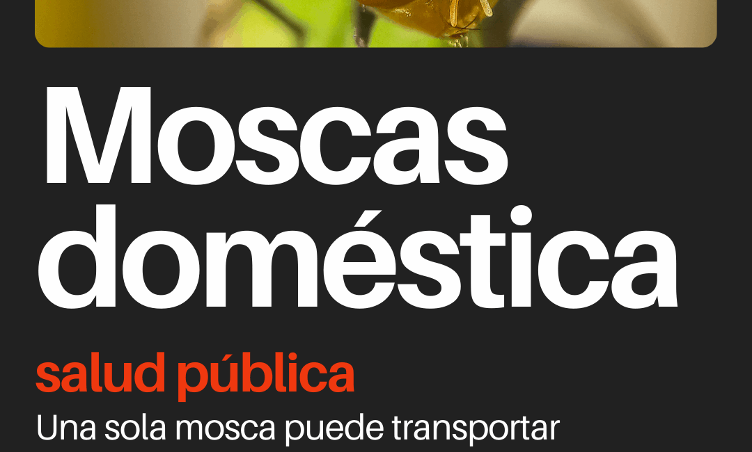 Mosca doméstica: riesgos para la salud y cómo controlarla