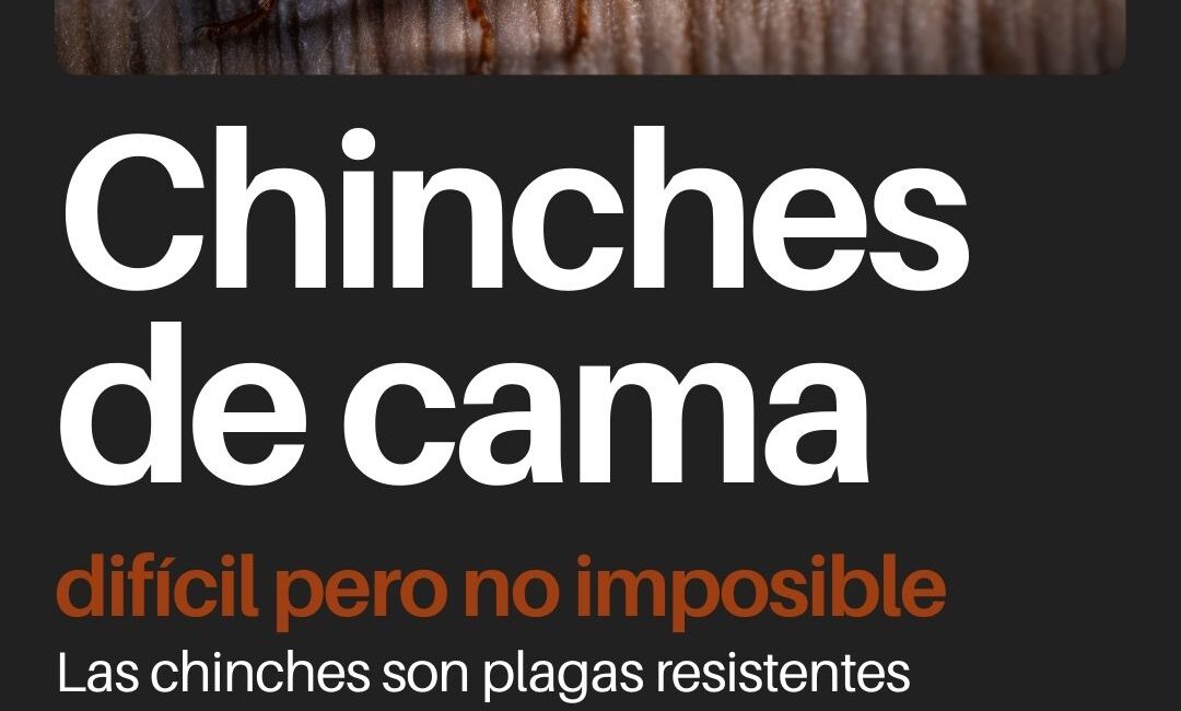 Chinches de cama: cómo identificarlas y eliminarlas con éxito