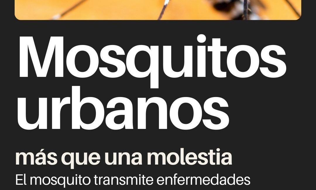 Mosquitos urbanos: riesgos para la salud y cómo prevenirlos