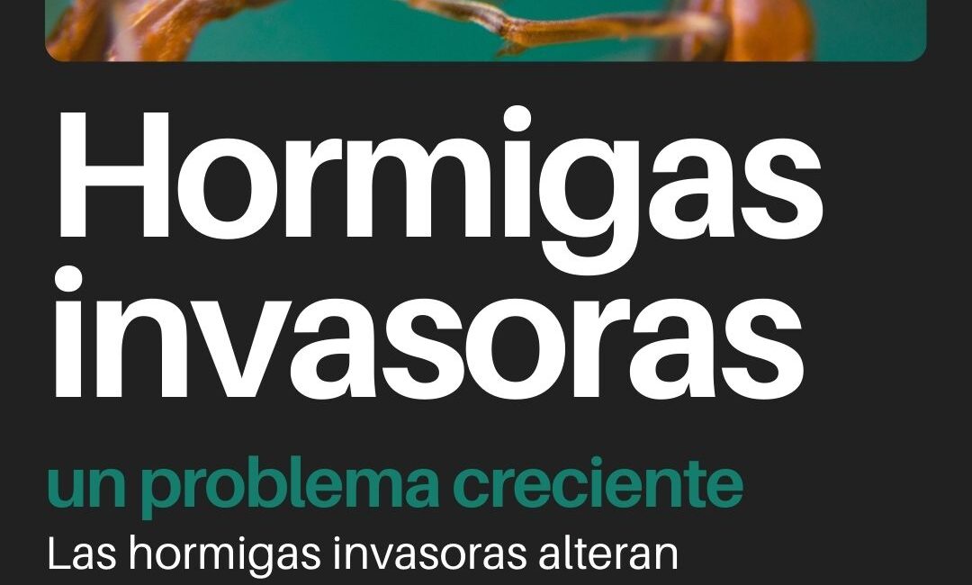 Hormigas invasoras: cómo identificarlas y prevenir su avance