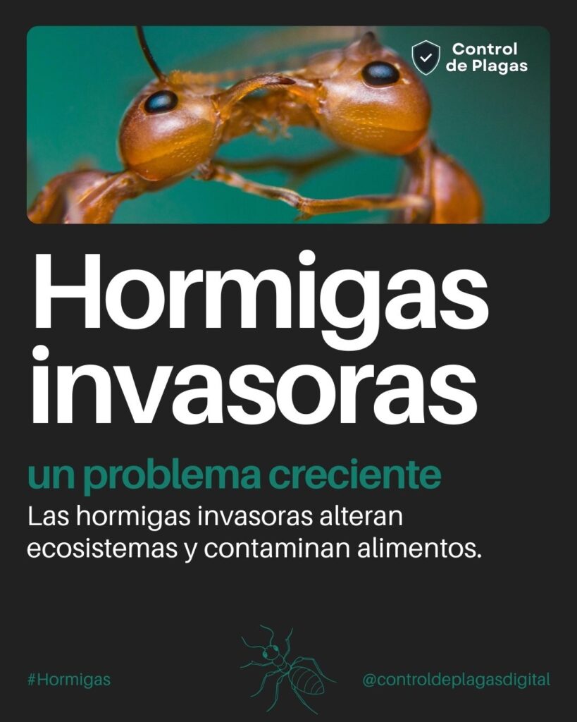 Hormigas invasoras: cómo identificarlas y prevenir su avance
