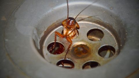 Blattella germanica Controlar cucarachas en el hogar de forma segura y efectiva