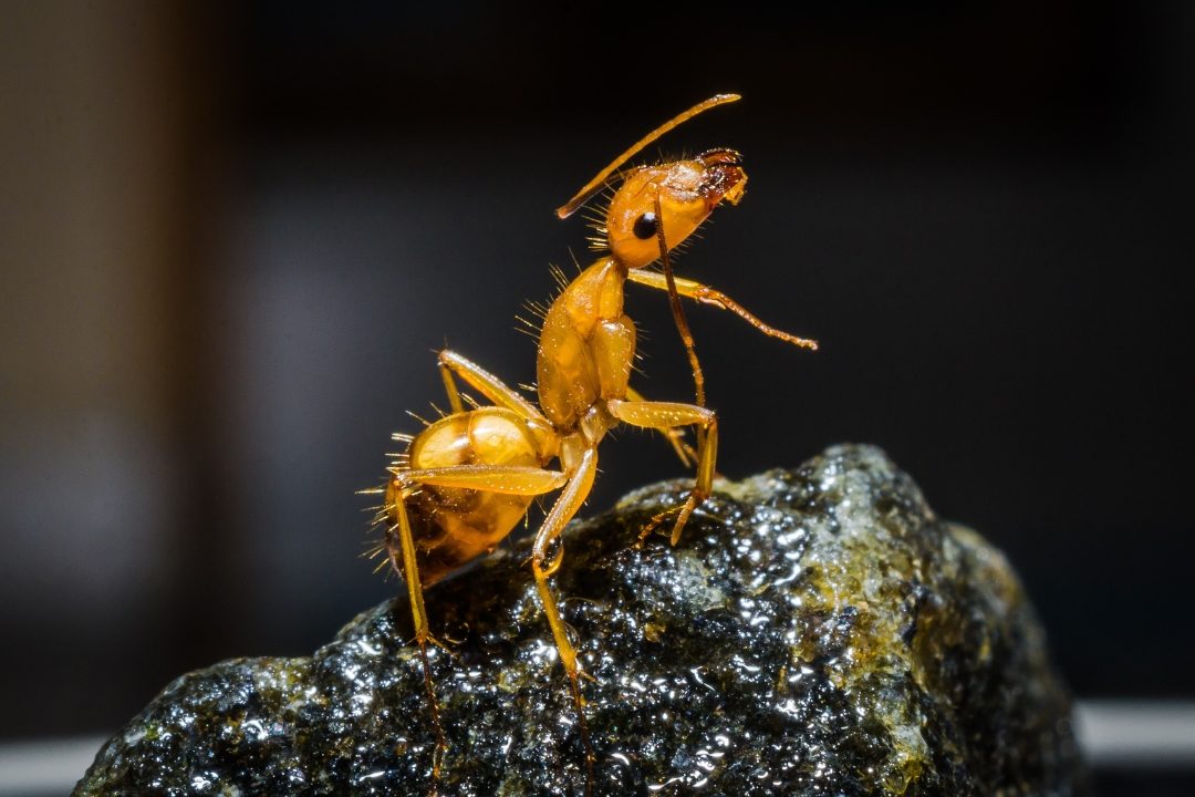 Hormigas invasoras: cómo detectarlas y evitar que vuelvan Hormigas invasoras: cómo detectarlas y evitar que vuelvan